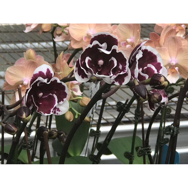 Орхидея Phal. Yaphon Black Butterfly big lip уценка - купить
